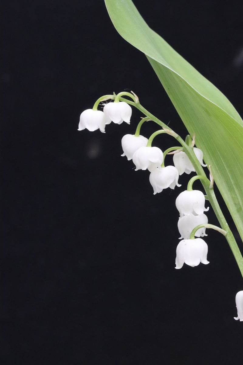 Vertical Planter