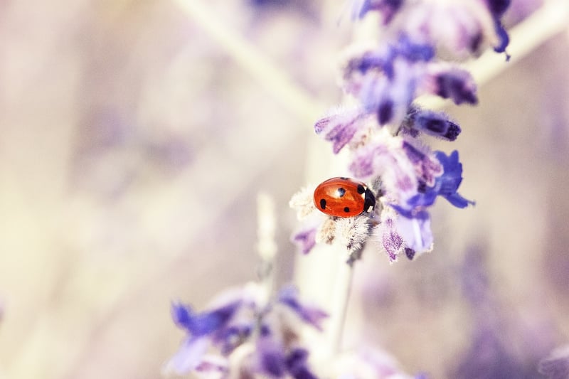 Ladybug in the garden