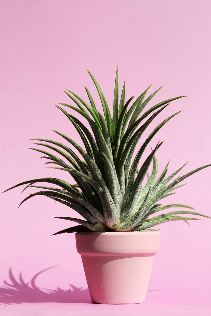 Indoor Plant Oasis